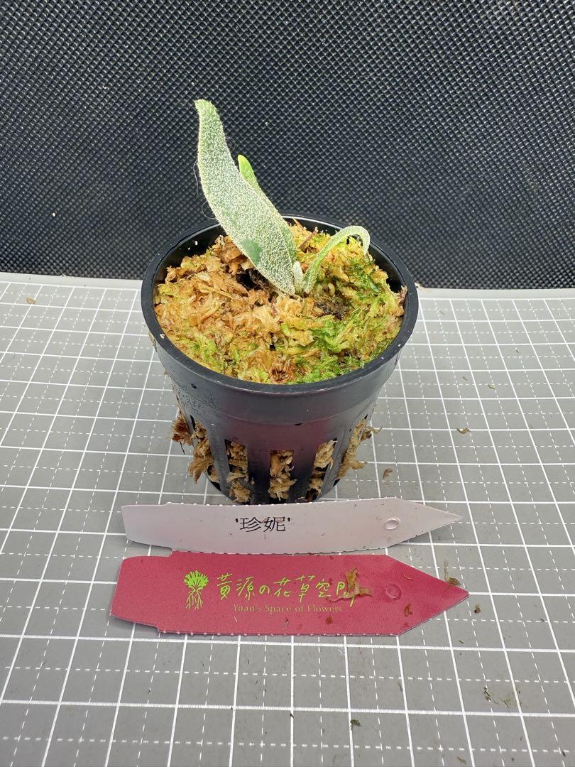 専用！メルカリ便！P. willinckii ’Jenny’ TC 1612 ビカクシダ P.willinckii 'Jenny' TC 焼き板付け - メルカリ