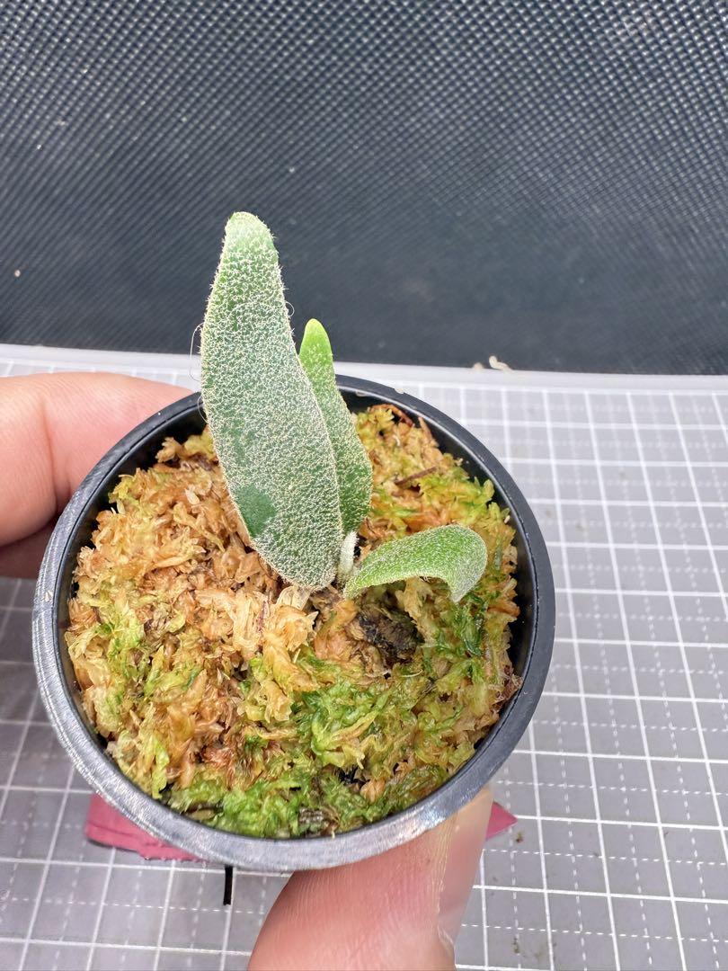 ビカクシダ P.willinckii 'Jenny' TC From Yuan - メルカリ