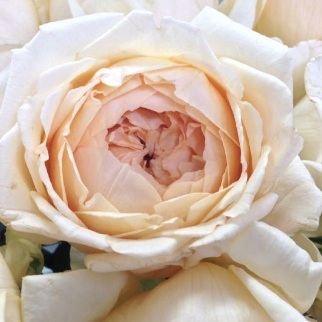 バラ苗 切り花 ニーナドレス 四季咲き 薔薇 花苗 - メルカリ