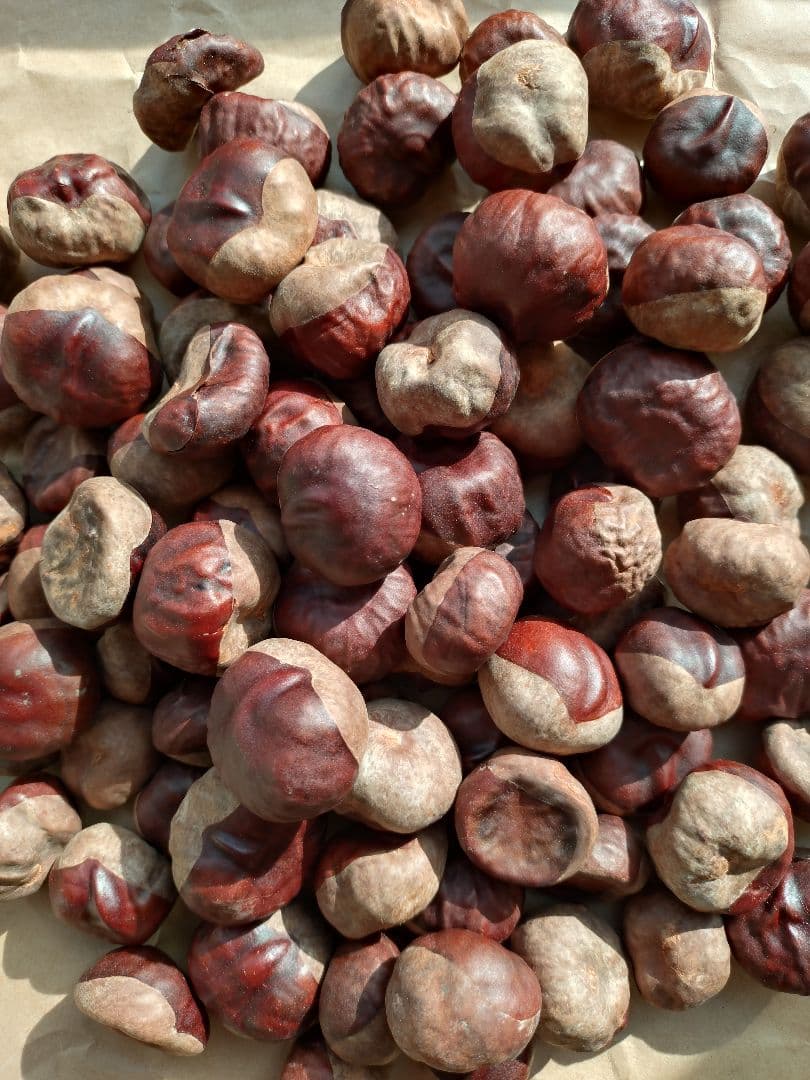 栃の実　10kg 令和7年産　北海道産 令和7年 乾燥 栃の実 とちの実 4kg相当 北海道 - メルカリ