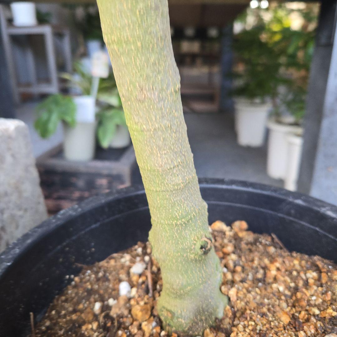 ８号 特大苗木最高等級