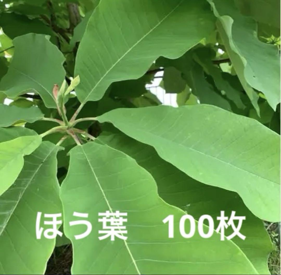 ほう葉　青朴葉　ホウバ　100枚