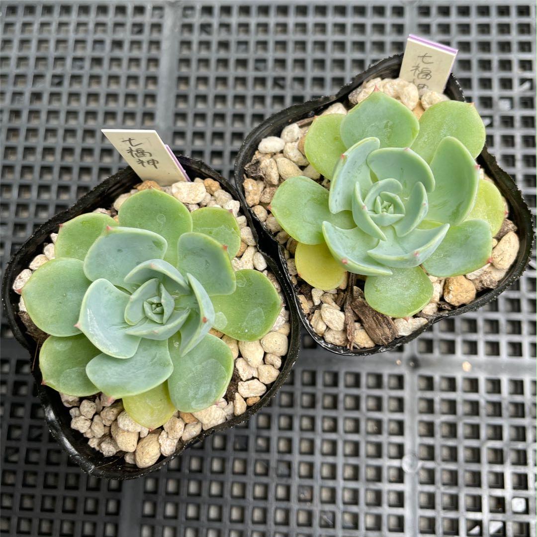 37%割引グリーン系100%本物 【お問い合わせ確認用】多肉 七福神 植物/観葉植物 インテリア・住まい・小物グリーン系-BIMMPUNE.EDU.IN 37%割引グリーン系100%本物 【お問い合わせ確認用】多肉 七福神 植物/観葉植物 インテリア・住まい・小物グリーン系-BIMMPUNE.EDU.IN