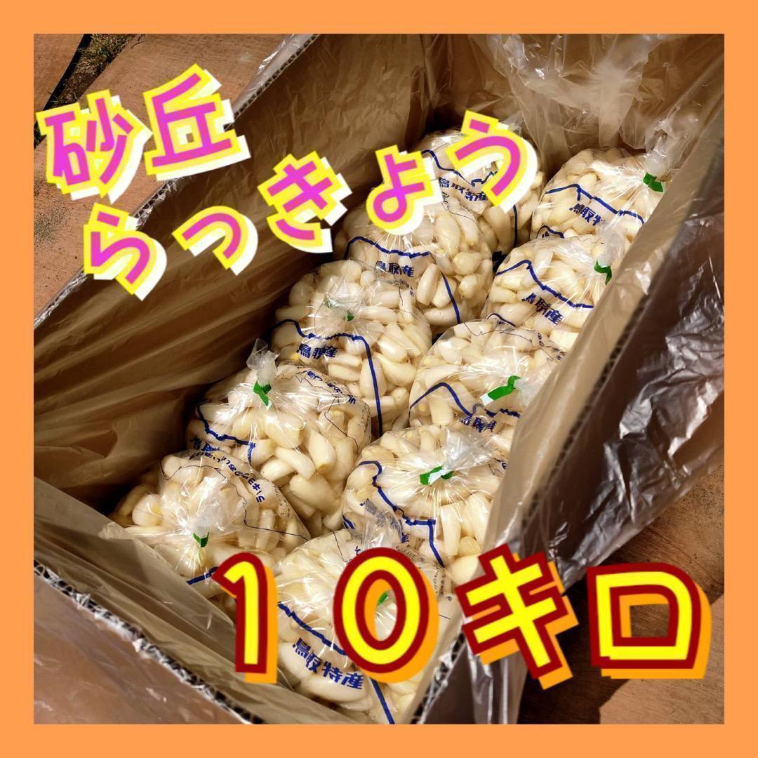 【鳥取県産】 洗いらっきょう 10kg 混合 砂丘らっきょう らっきょ 鳥取県産】らっきょう 洗いらっきょう 鳥取 砂丘らっきょう