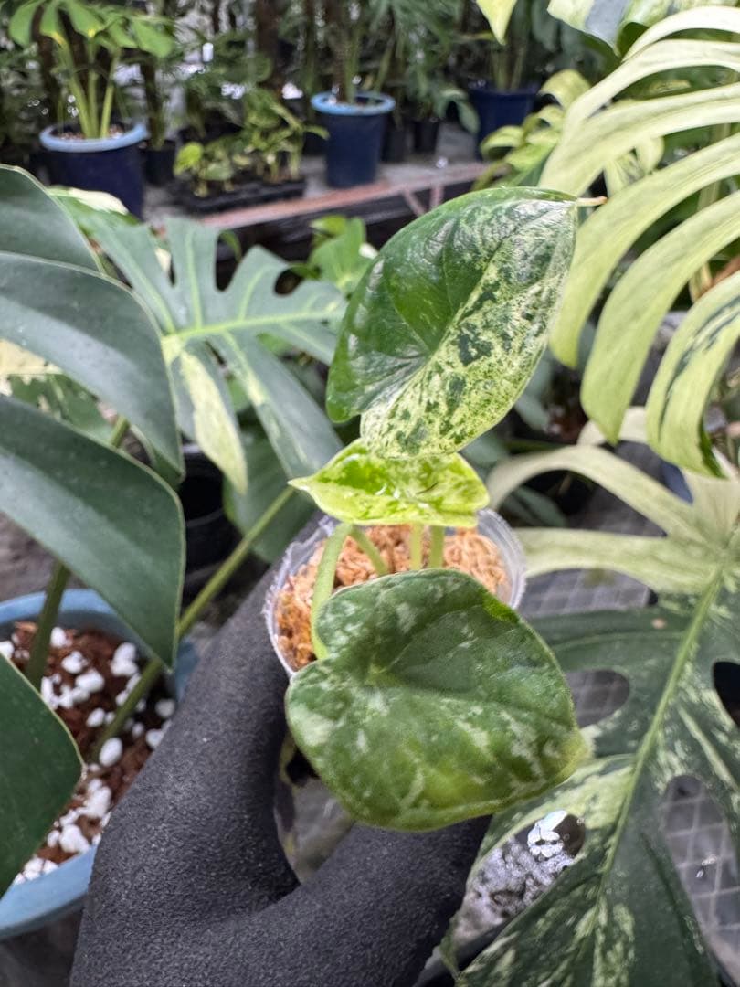 D6 アロカシア　ドラゴンスケール　ミント斑入り　2寸ポリポット発送 28 アロカシア ドラゴンスケール ミント斑入り 2寸ポリポット発送