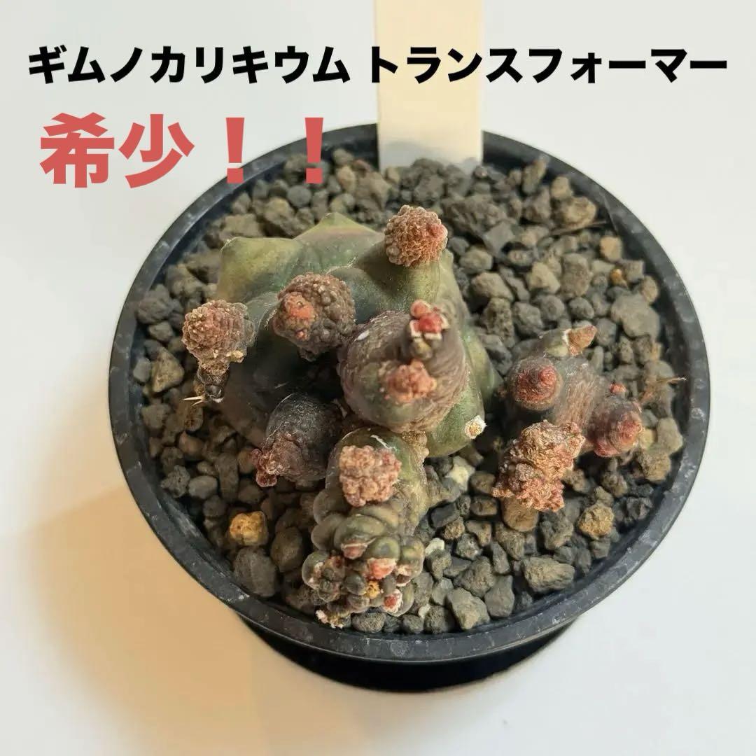 ギムノカリキウム　トランスフォーマー　サボテン　モンスター系