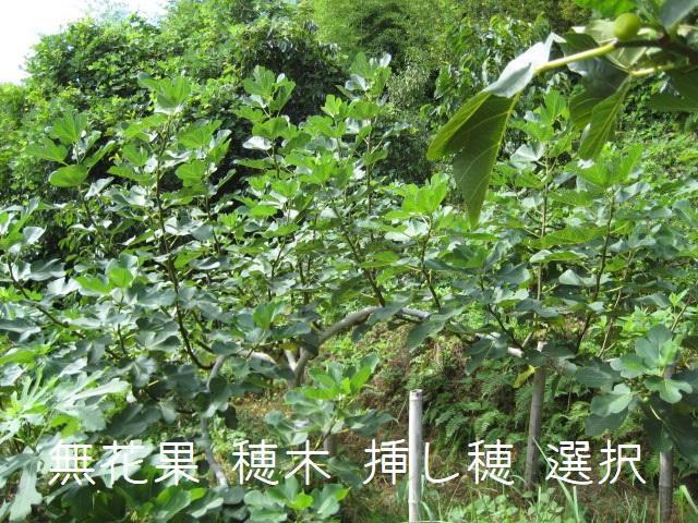 無花果　穂木　挿し穂　選択フルーツ・果実