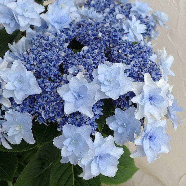 紫陽花 苗木 アジサイ ウェディングブーケ - メルカリ