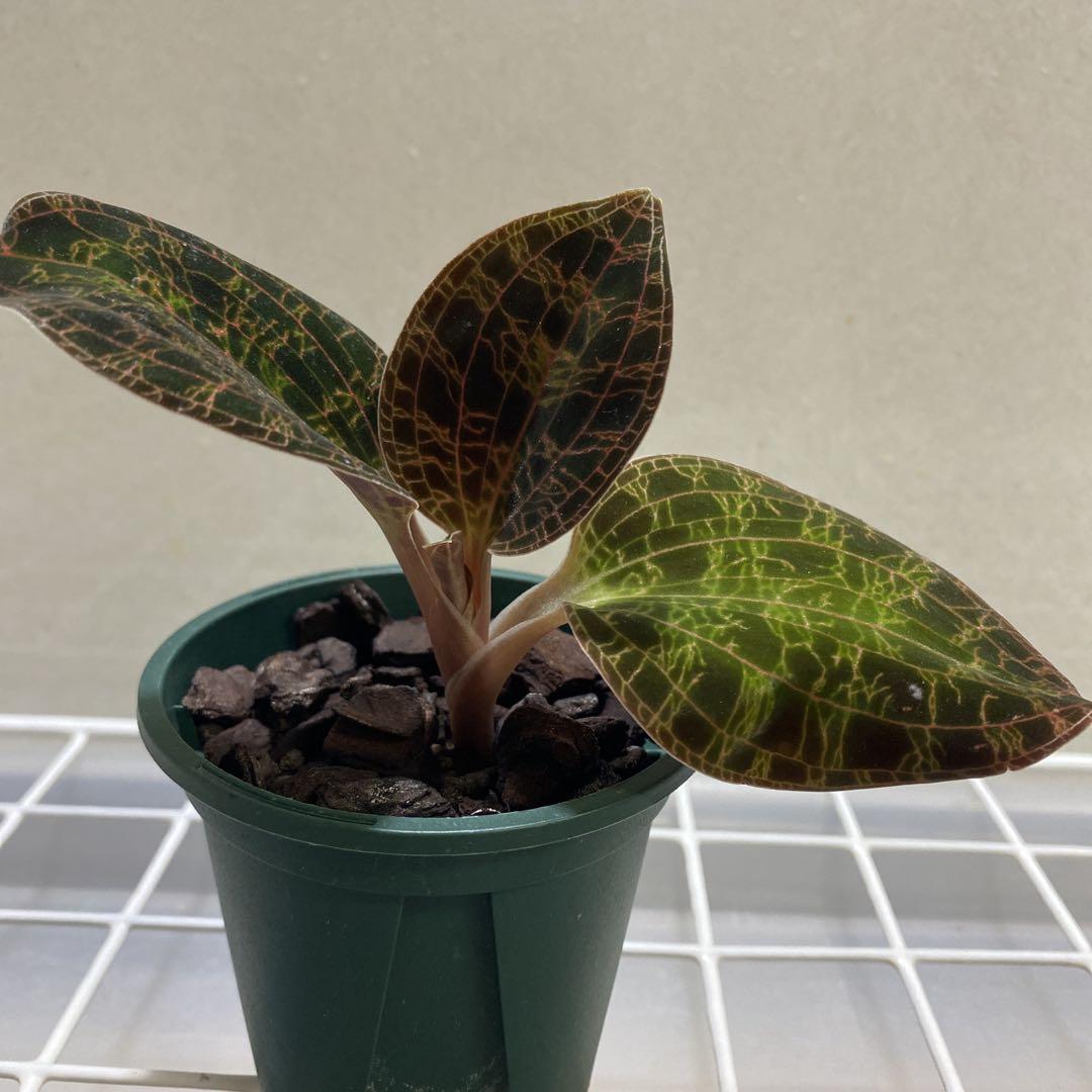 タイムセール‼️［ジュエルオーキッド］Dossinia marmorata