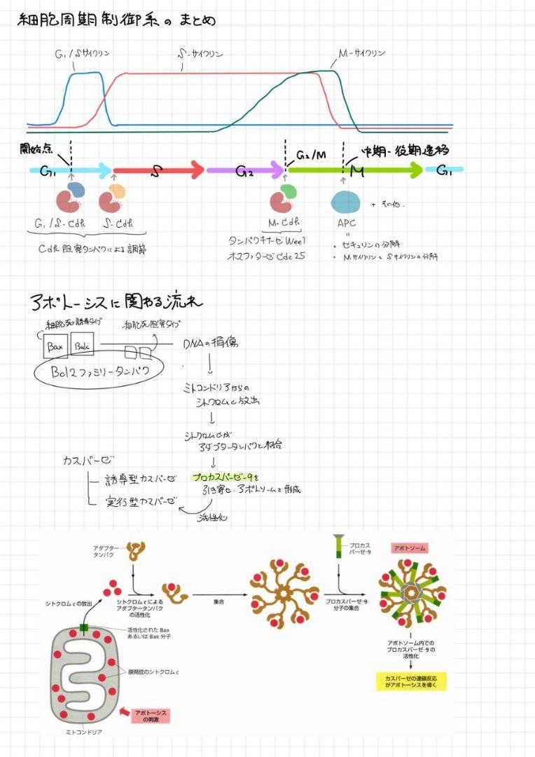※Rxxxma 2024改訂版 エッセンシャル細胞生物学 自作問題集