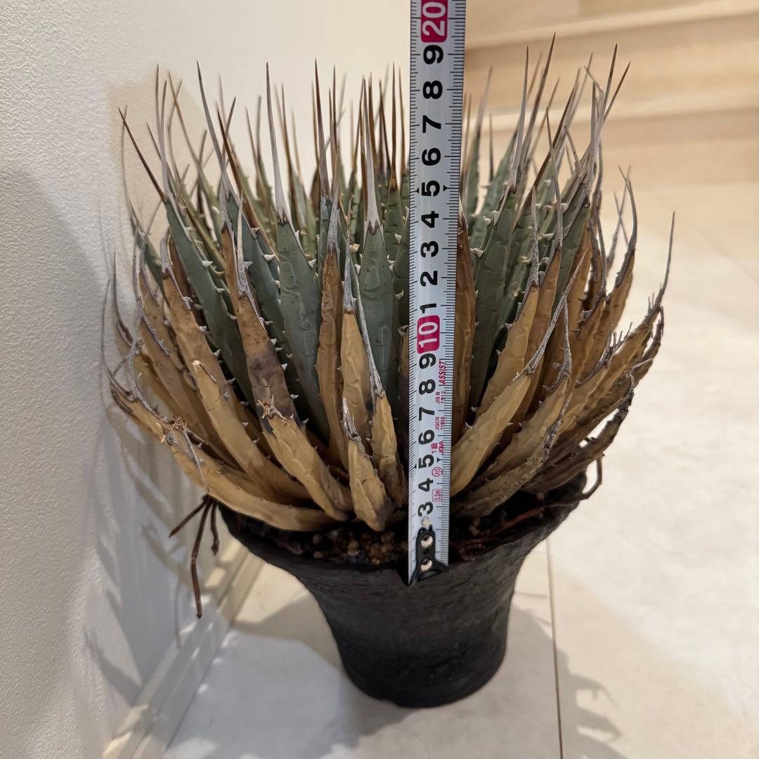 現地株目立った傷や汚れなし