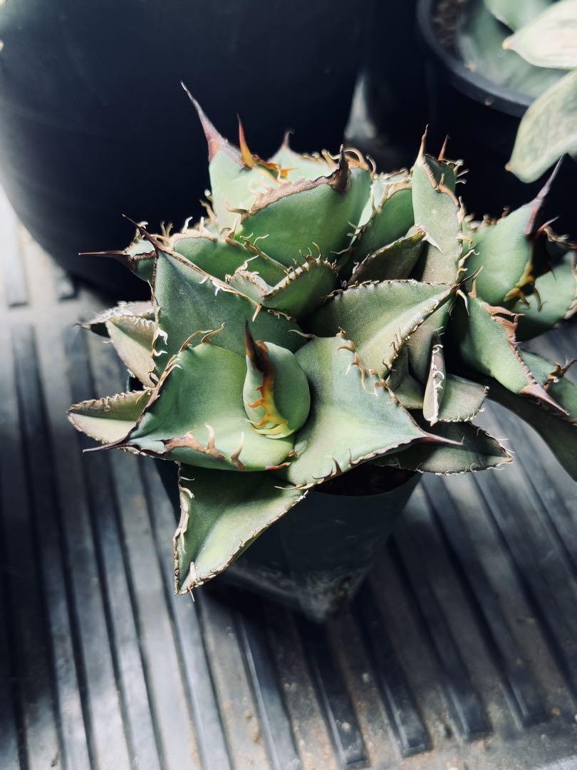 Agave