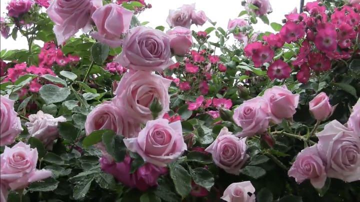 羽衣 バラ苗 バラ 薔薇 ばら 苗 つるバラ メルカリ 羽衣 バラ苗 バラ 薔薇 ばら 苗 つるバラ メルカリ