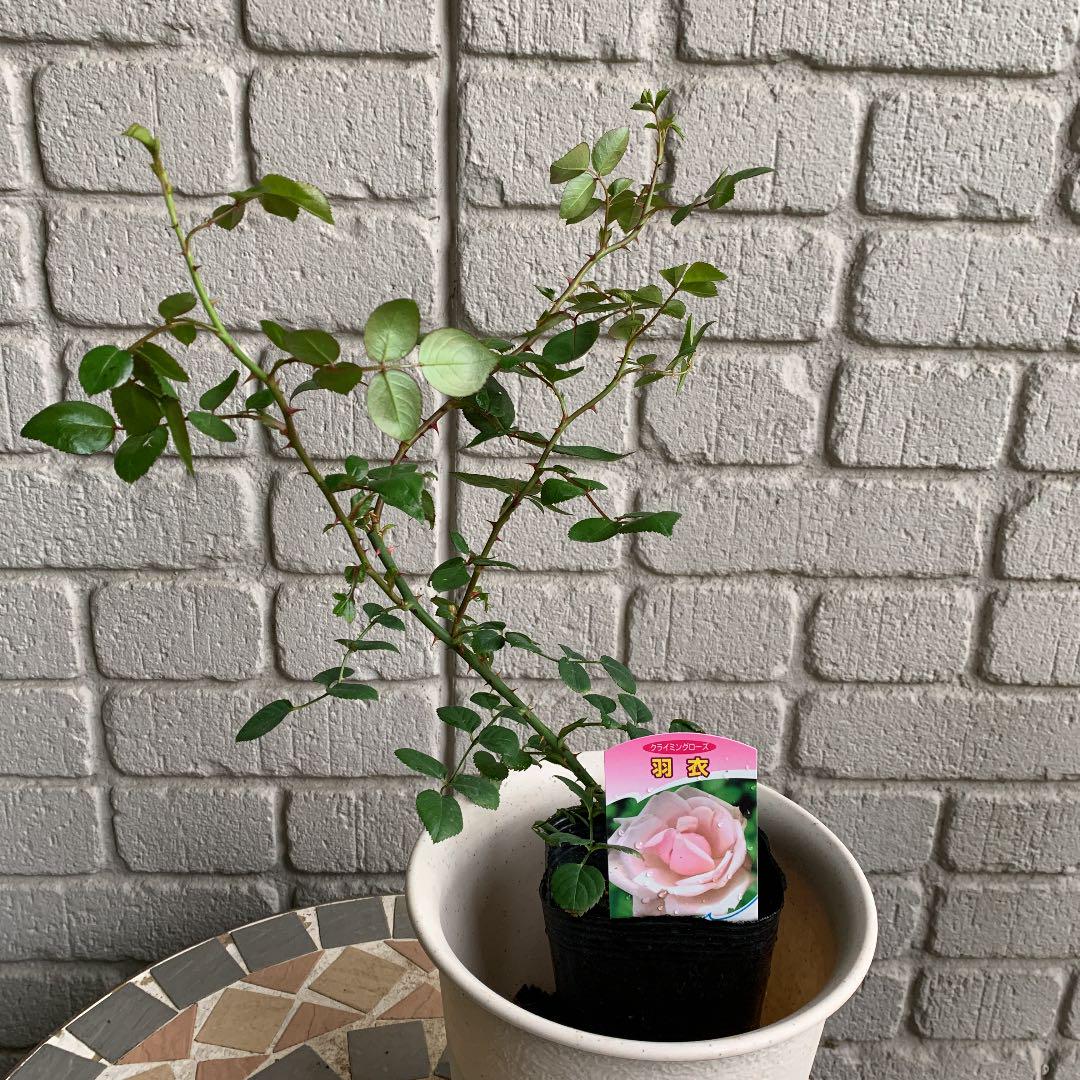 羽衣 バラ苗 バラ 薔薇 ばら 苗 つるバラ メルカリ 羽衣 バラ苗 バラ 薔薇 ばら 苗 つるバラ メルカリ