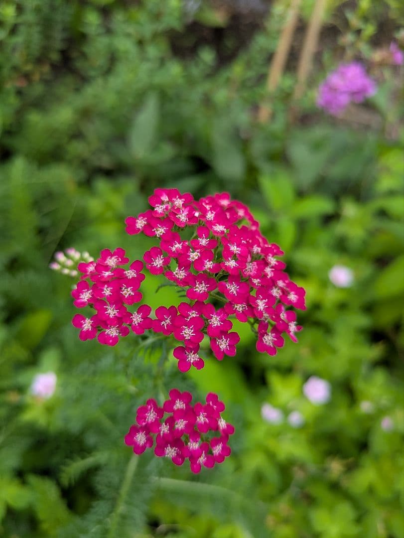 アキ ピンクとテラコッタ苗目立った傷や汚れなし YUZUMIYA_COM