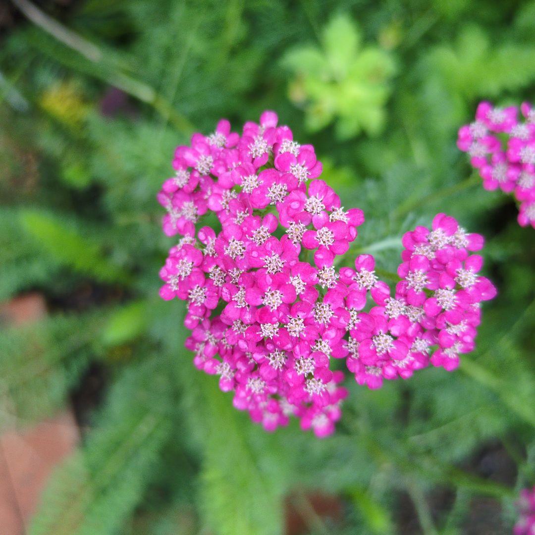 ピンクとテラコッタ苗目立った傷や汚れなし