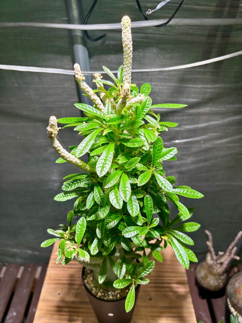 タイ実生 大株目立った傷や汚れなし