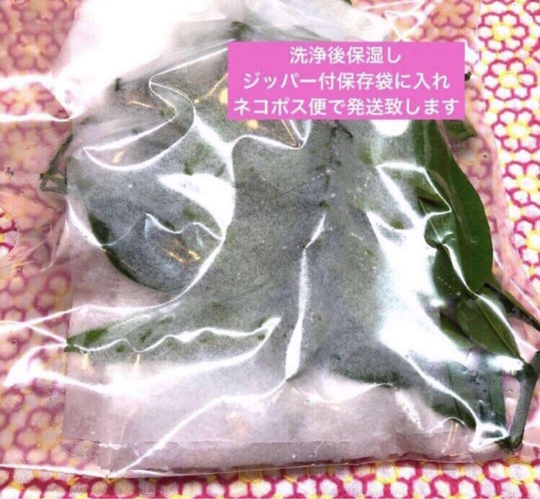 ともページ　柚子の葉　無農薬 京都産 無農薬 柚子の葉 100枚 - メルカリ