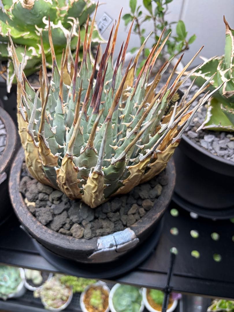 エボリスピナの発根済みです! エボリスピナの発根済みです!