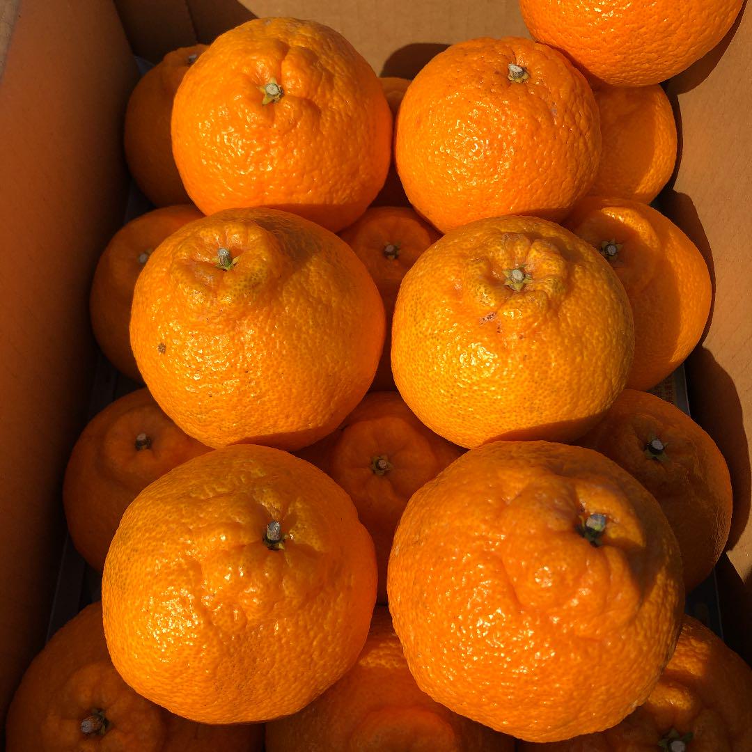 紀州特産 不知火(デコポン)5kg 南高梅500g