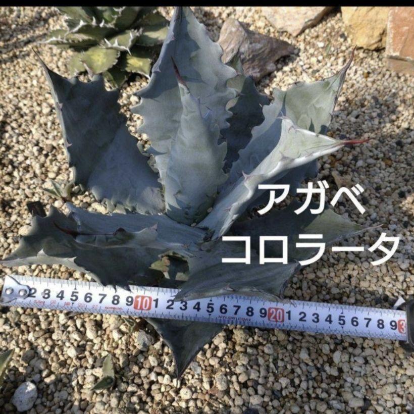アガベ コロラータ 耐寒性有り！地植え可能