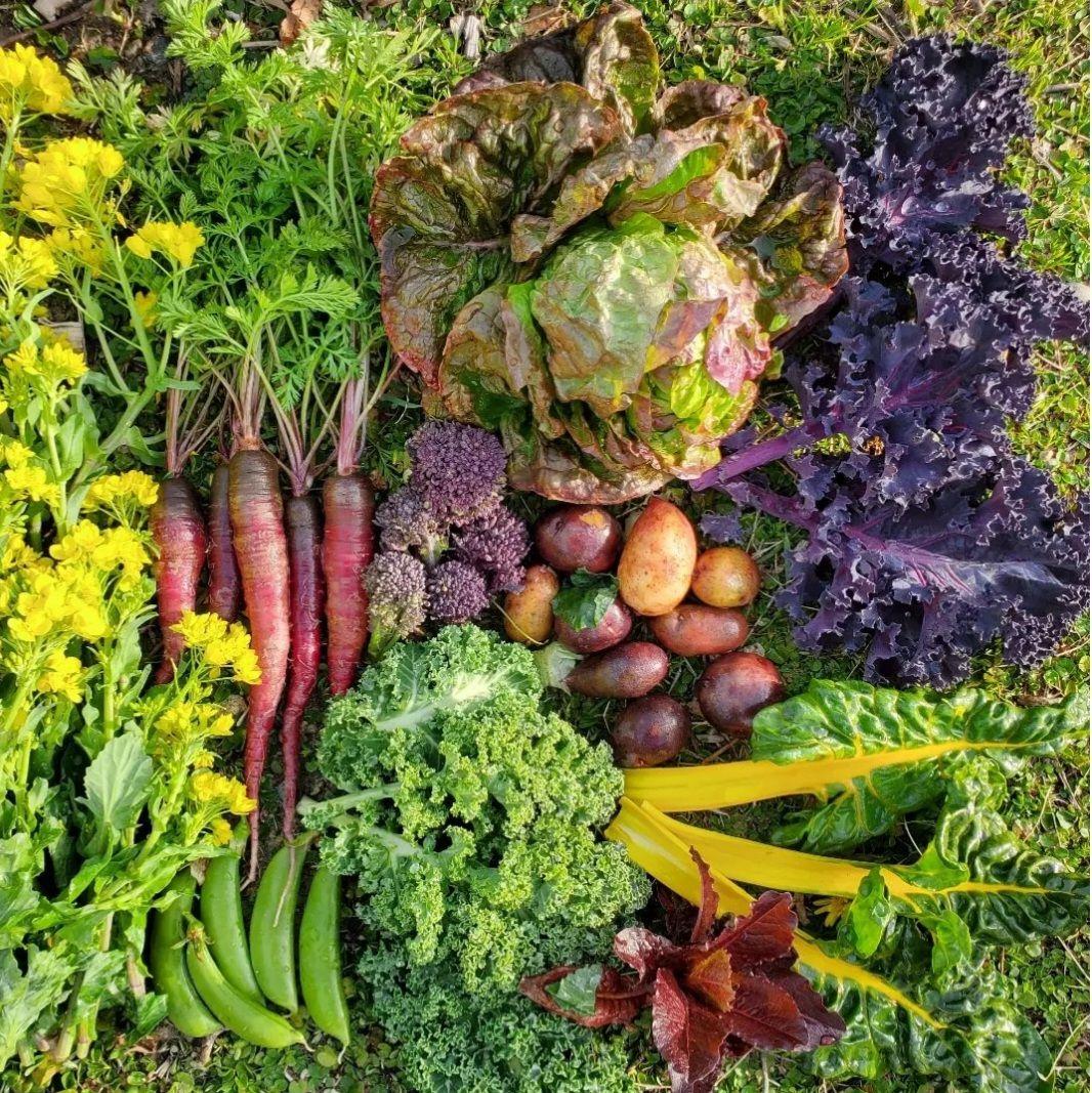 シンデレラかぼちゃ