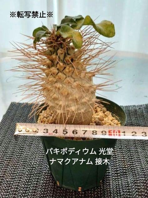 【みかん】パキポディウム 光堂 ナマクアナム 接木