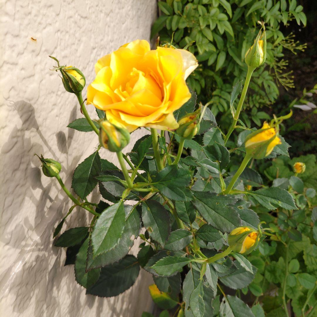 りお様専用です。