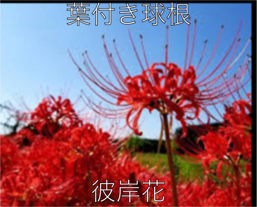 彼岸花 葉付き球根 15 個 Churai Consultant Com