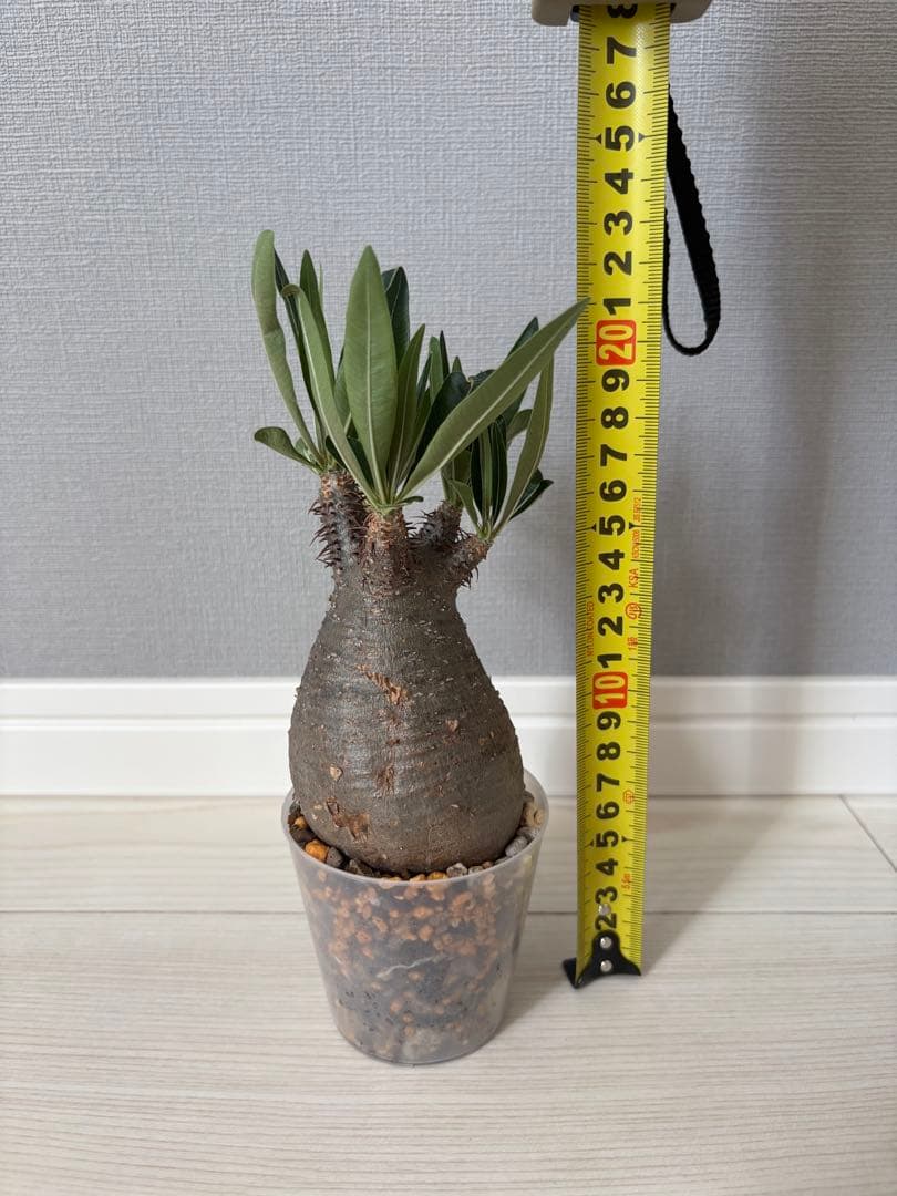 グラキリス 現地球