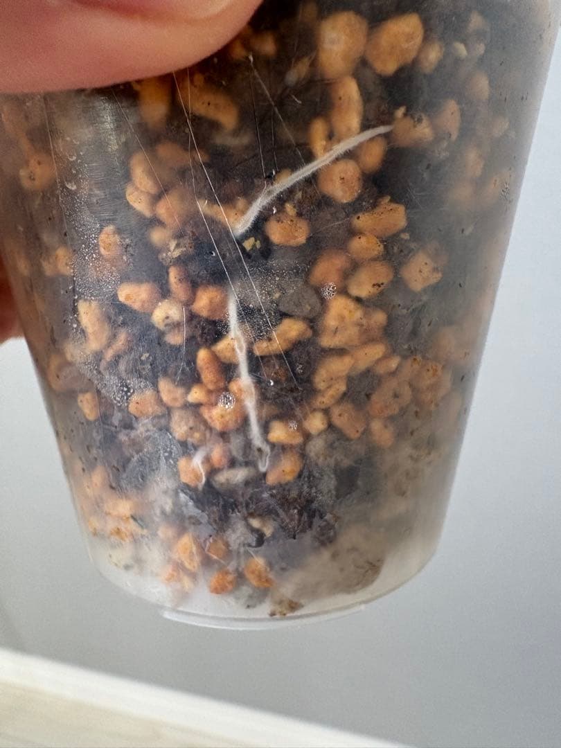 塊根植物目立った傷や汚れなし