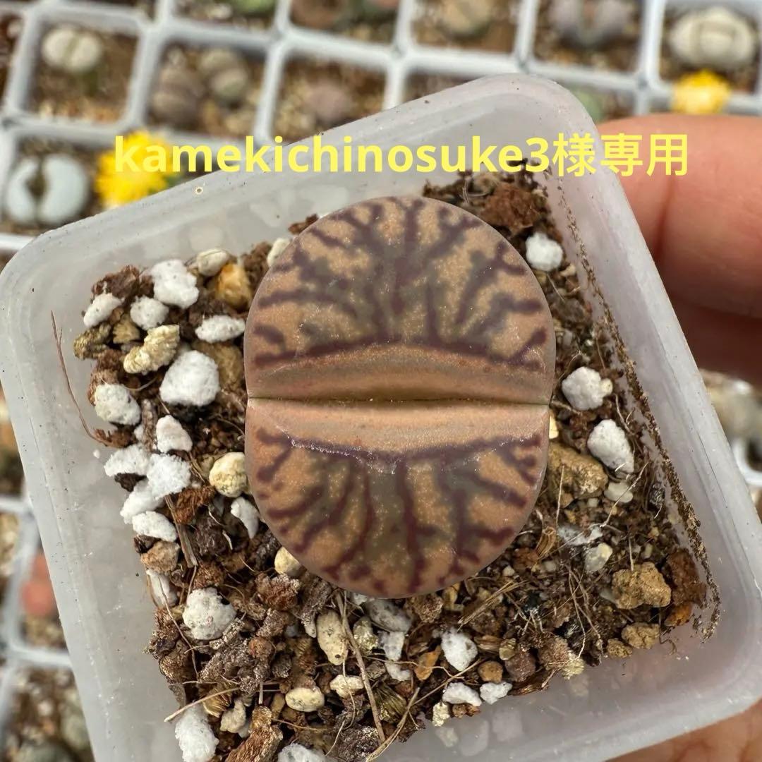 専用❤️ヤマト便付き同梱-150円kamekichinosuke3様 4点 専用❤️ヤマト便付き同梱-150円kamekichinosuke3様 4点