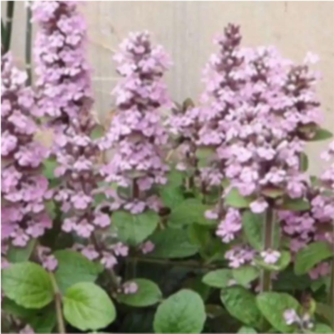 アジュガ 3種お得セット メルカリ アジュガ 3種お得セット メルカリ