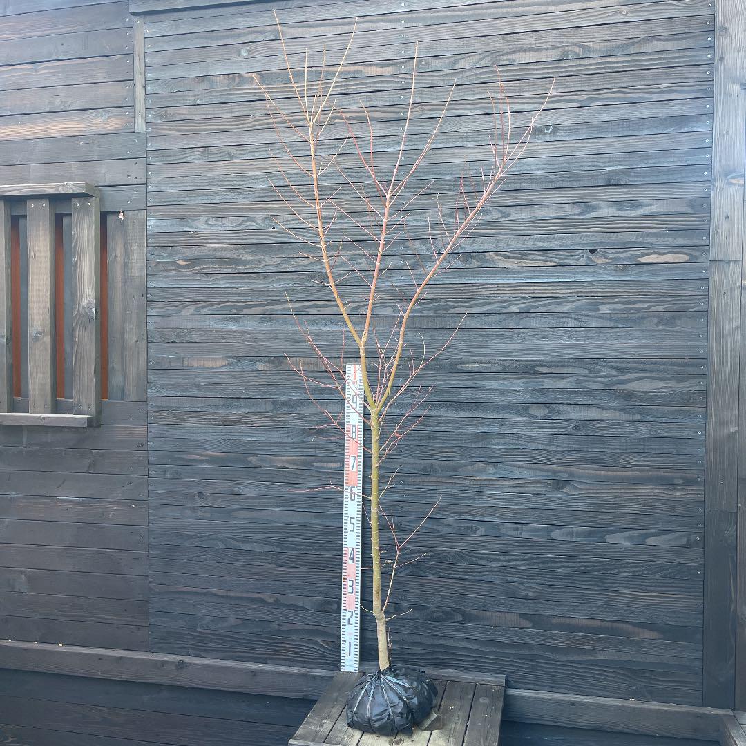 グレイ系【人気沸騰】 【専用】イロハモミジ・大株・2点まとめ【現品】管理455 456 植物/観葉植物 インテリア小物グレイ系¥17,150-eur-artec.fr グレイ系【人気沸騰】 【専用】イロハモミジ・大株・2点まとめ【現品】管理455 456 植物/観葉植物 インテリア小物グレイ系¥17,150-eur-artec.fr