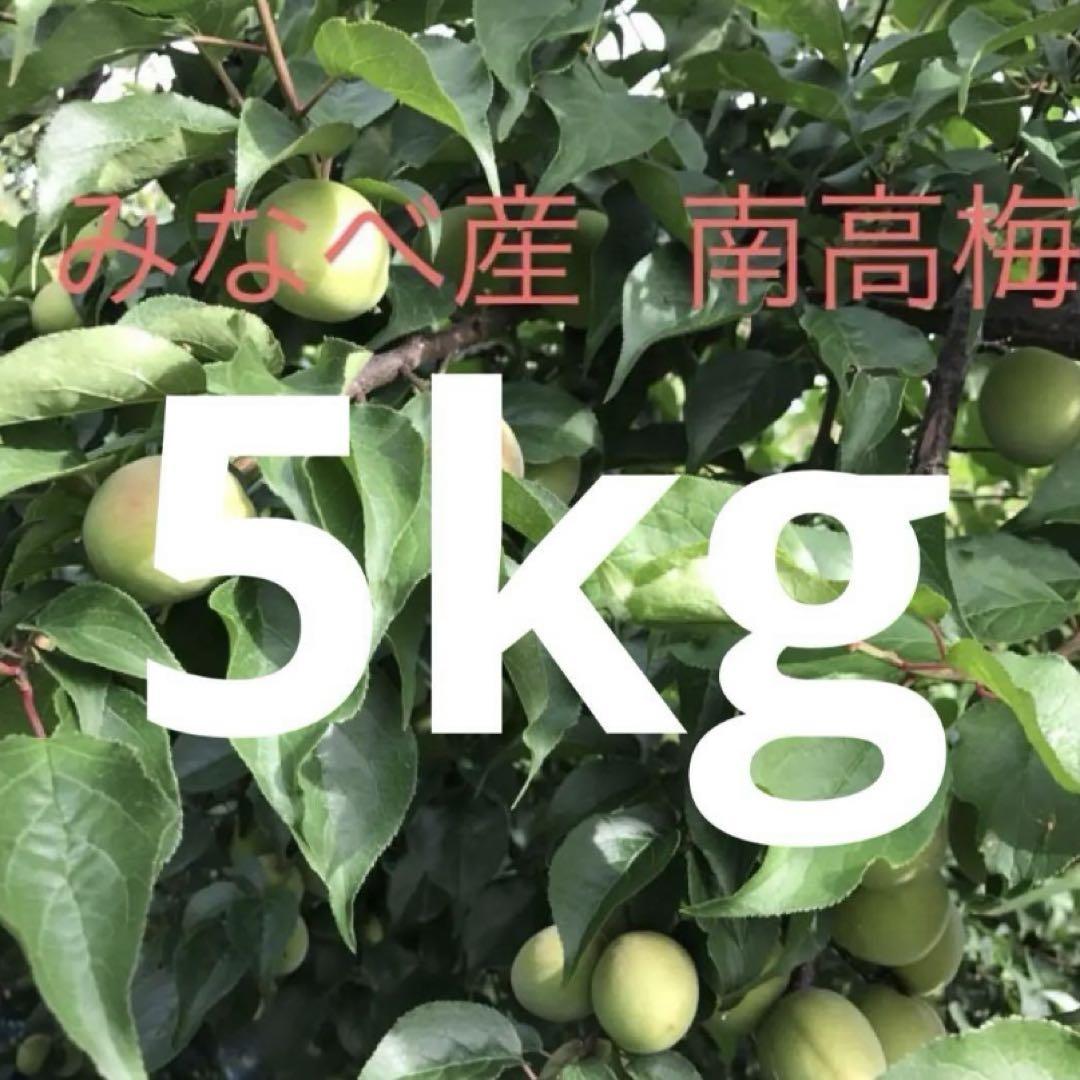朝取り当日出荷　和歌山みなべ町産 南高梅 青梅 5kg 手摘み青梅（紀州南高梅） 5kg （3Lサイズ） みなべ町産など