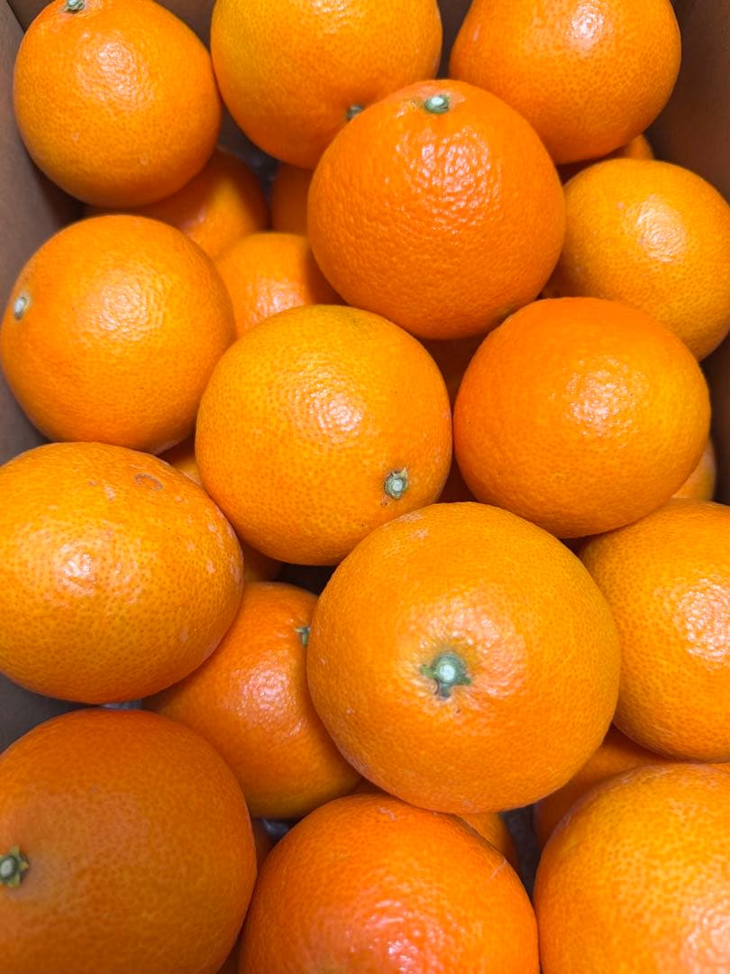 紅マドンナ•ご家庭用(5kgx2箱)。おすすめ 紅マドンナ•ご家庭用(5kgx2箱)。おすすめ