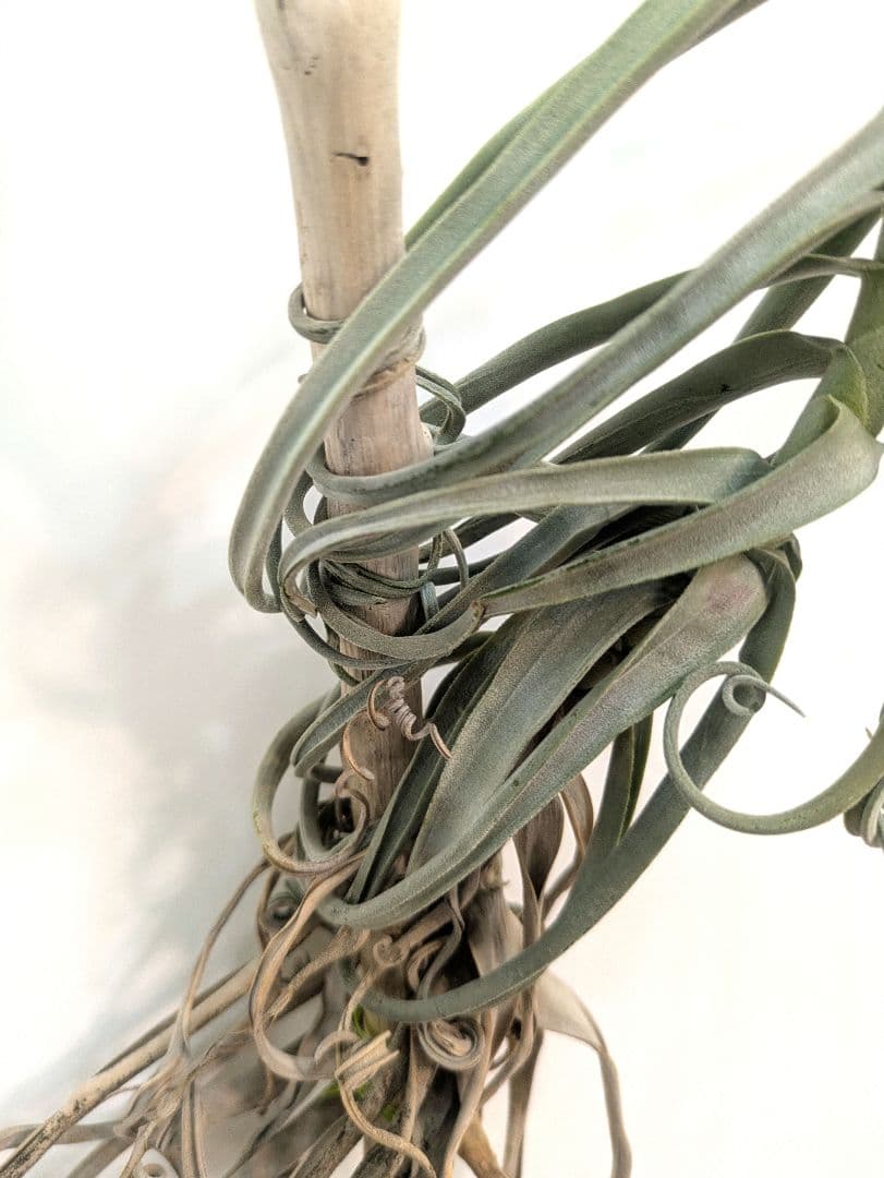 チランジア ドゥラティ 流木付 エアプランツ チランジア ドゥラティ 流木付 エアプランツ