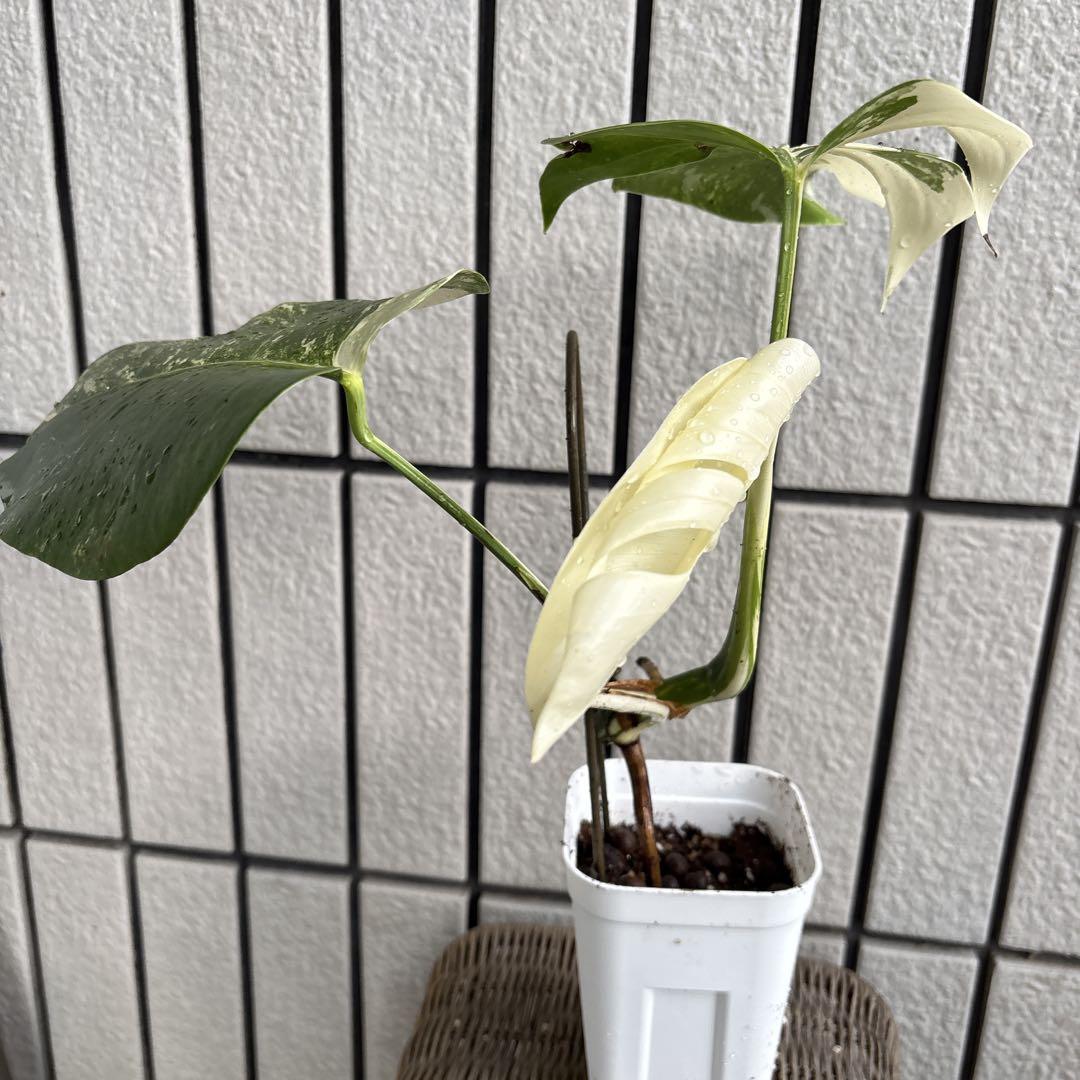 585モンステラ　斑入り
