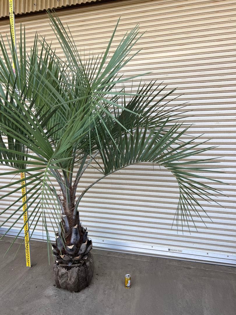 送料込み ココスヤシ サイズ特大 幹極太 形状良 シルバーリーフ