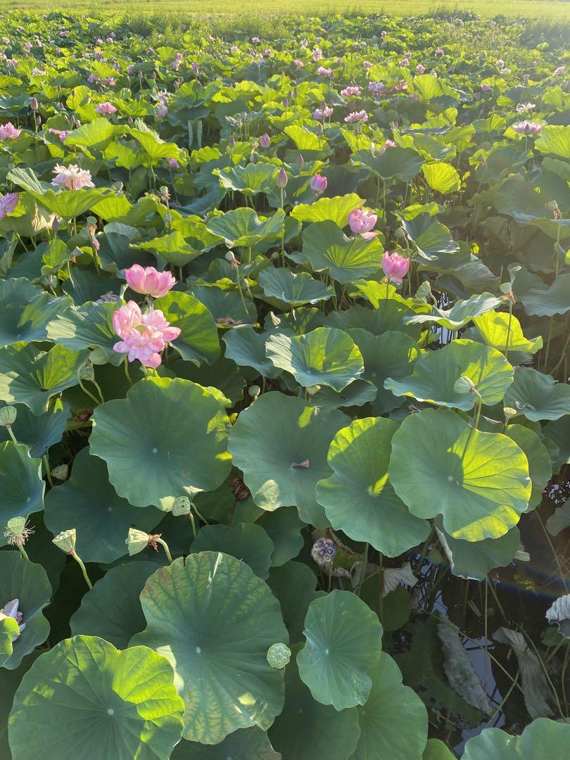 皮付き蓮の実4キロ その他 皮付き蓮の実4キロ その他