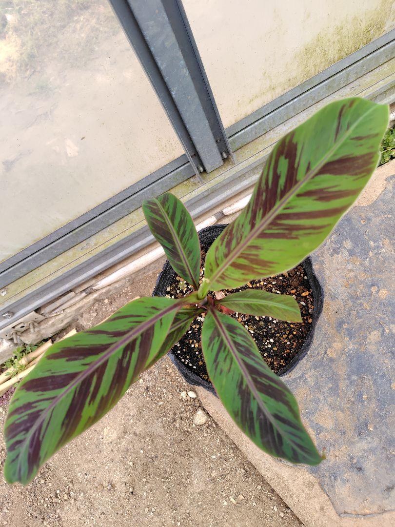 フルーツ・果実 Musa Gracillis Holttum Variegated