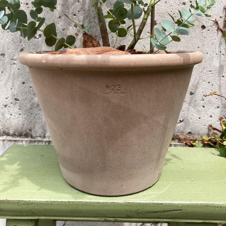 ユーカリ・シルバードロップ 大苗♡株立ち♡バージ製テラコッタセット♡ - 植物/観葉植物