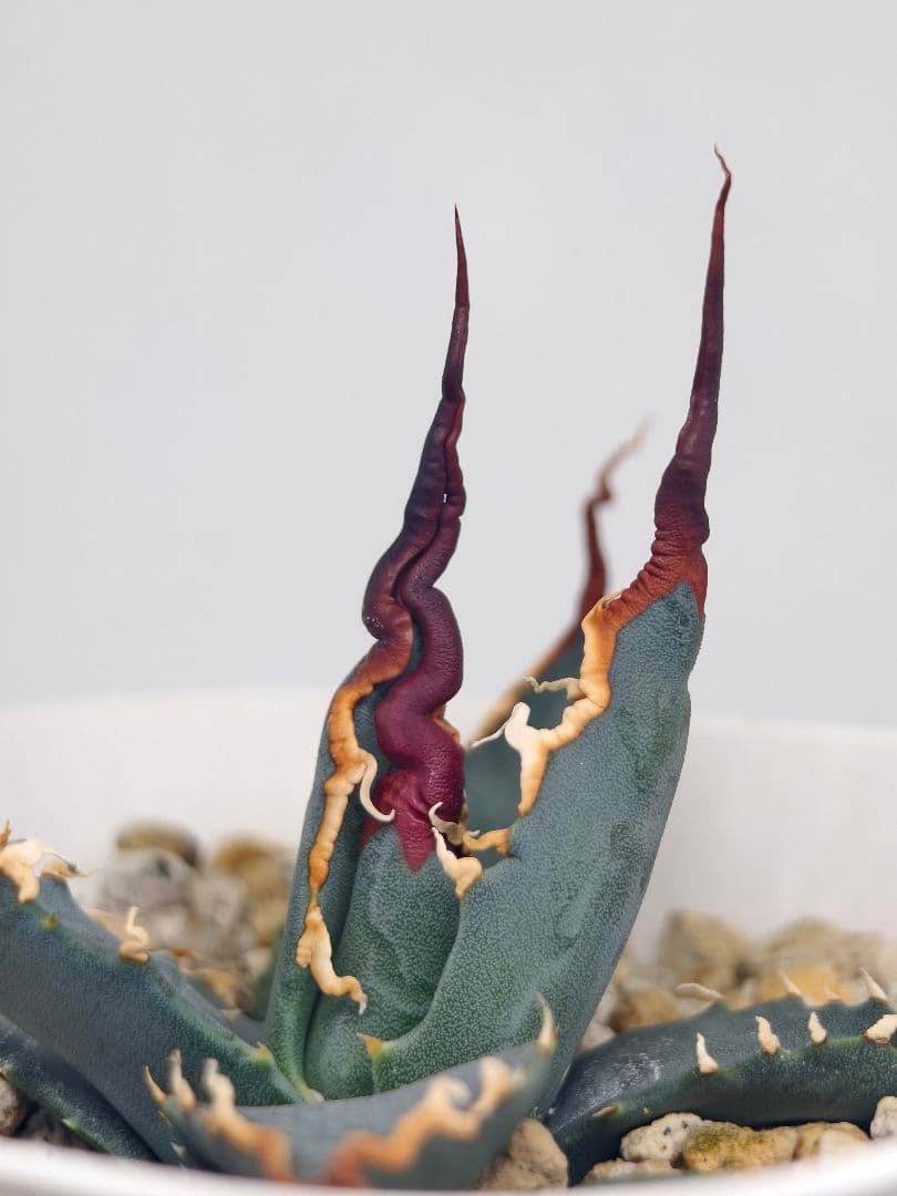 【eb0002】Agave utahensis var.eborispina