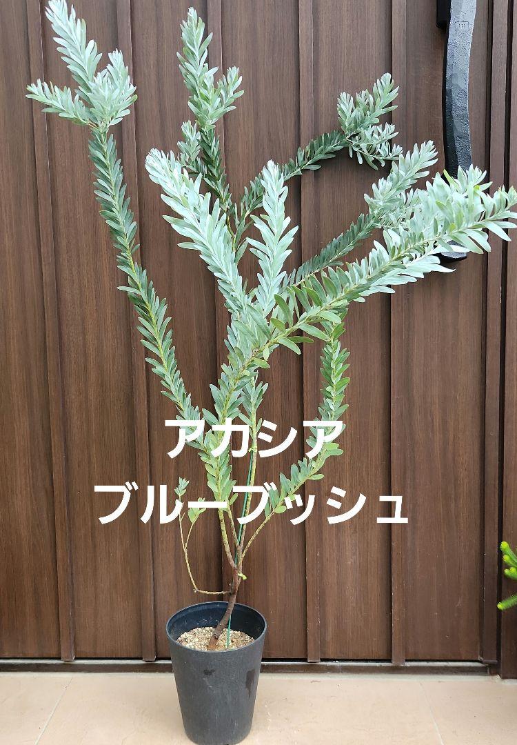 アカシア　ブルーアイス　鉢植え　ミモザ　苗　オージープランツ　ドライガーデン