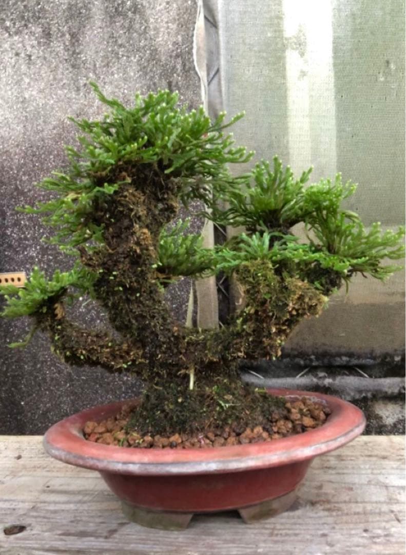 鉢持ち込み35年目立った傷や汚れなし