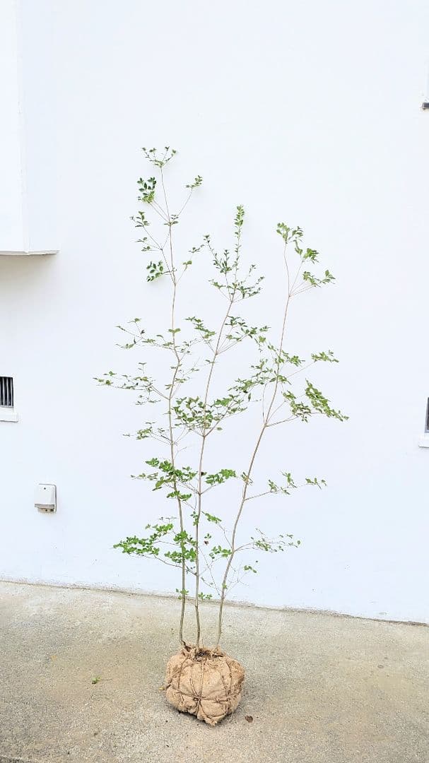 端正。山採りドウダンツツジ。