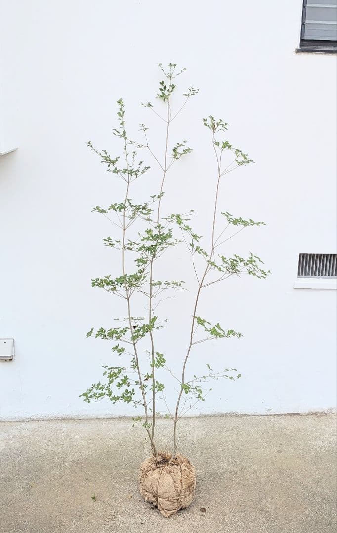 端正。山採りドウダンツツジ。