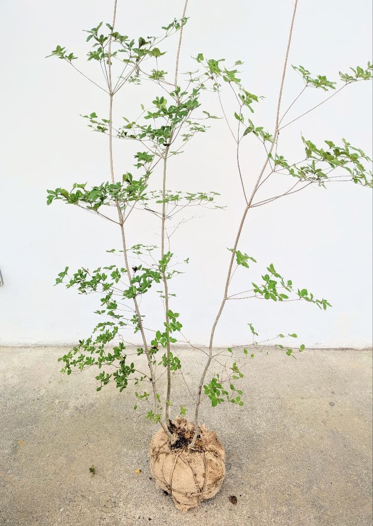 端正。山採りドウダンツツジ。