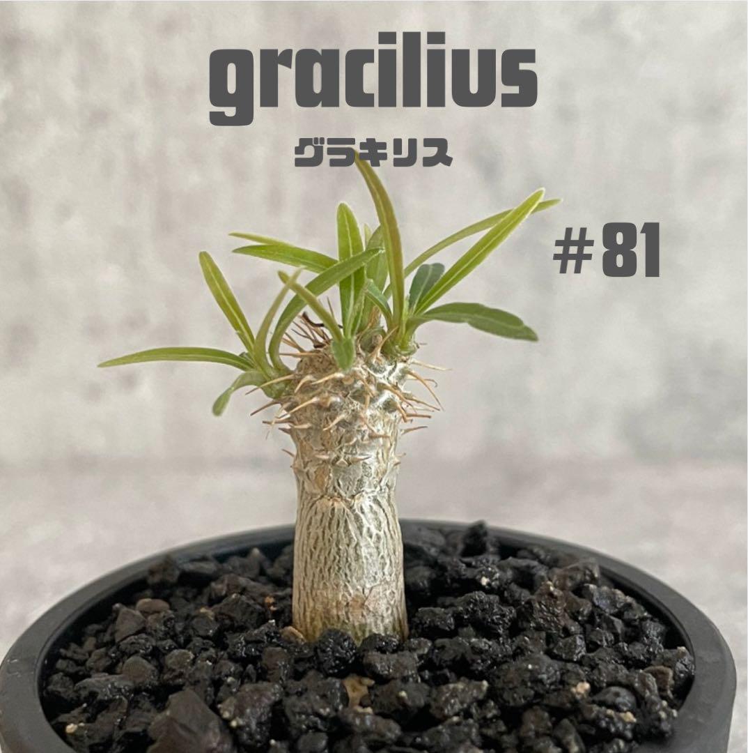 パキポディウム　実生グラキリス　メルカリ便 パキポディウム・グラキリス(gracilius)実生 - メルカリ