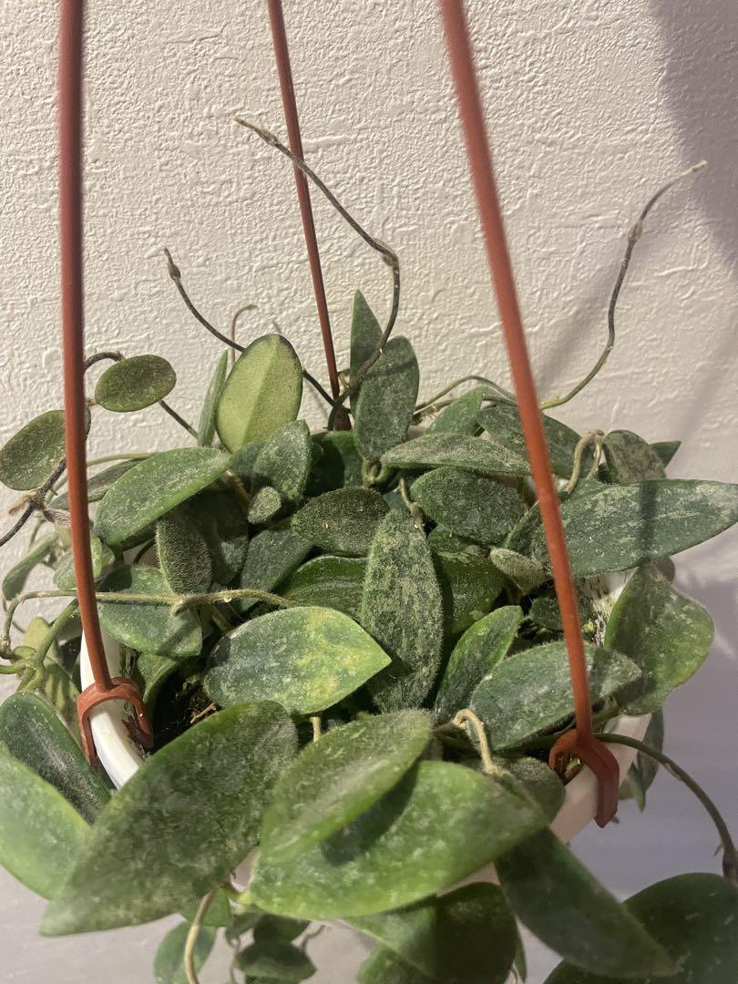 花座ありホヤ極美株超大苗トムソニー　ピンクHoya thomsonii pink